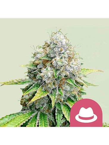 O.G. KUSH FEM X100-ROYAL QUEEN SEEDS 1