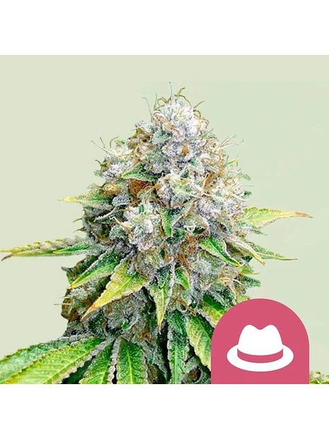 O.G. Kush Fem -Royal Queen Seeds (X100/X3/X1) 1