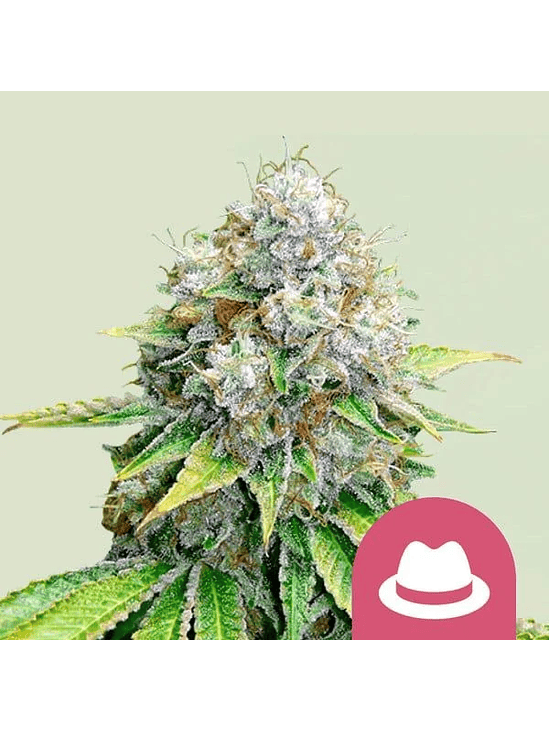 O.G. KUSH FEM X100-ROYAL QUEEN SEEDS 1