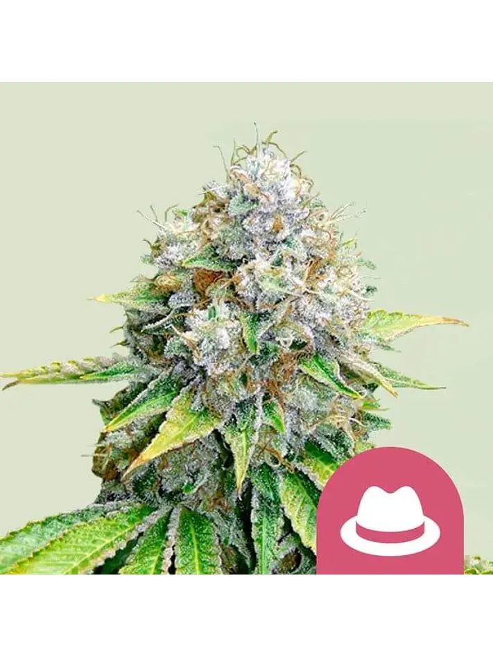 O.G. Kush Fem -Royal Queen Seeds (X100/X3/X1) 1