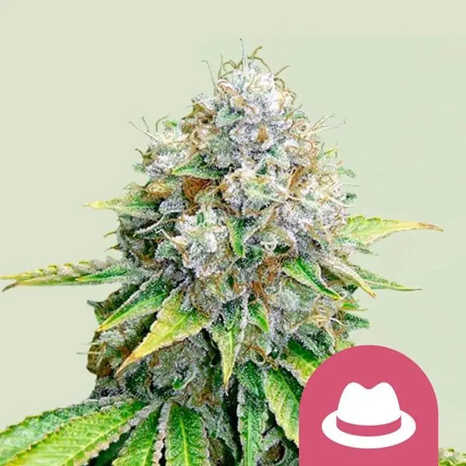 O.G. Kush Fem -Royal Queen Seeds (X100/X3/X1) 1