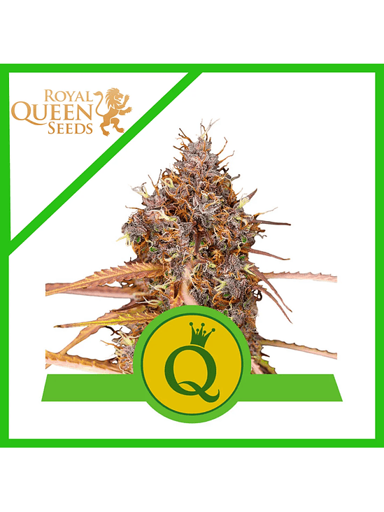 PURPLE QUEEN USA PREMIUM AUTO X3-ROYAL QUEEN 1