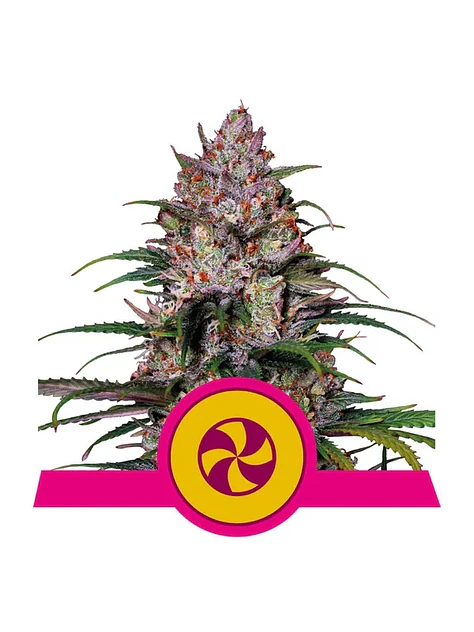 Purple Queen Usa Premium Fem X3-Royal Queen 1