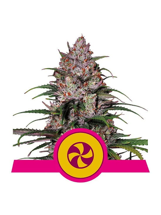 PURPLE QUEEN USA PREMIUM FEM X3-ROYAL QUEEN 1