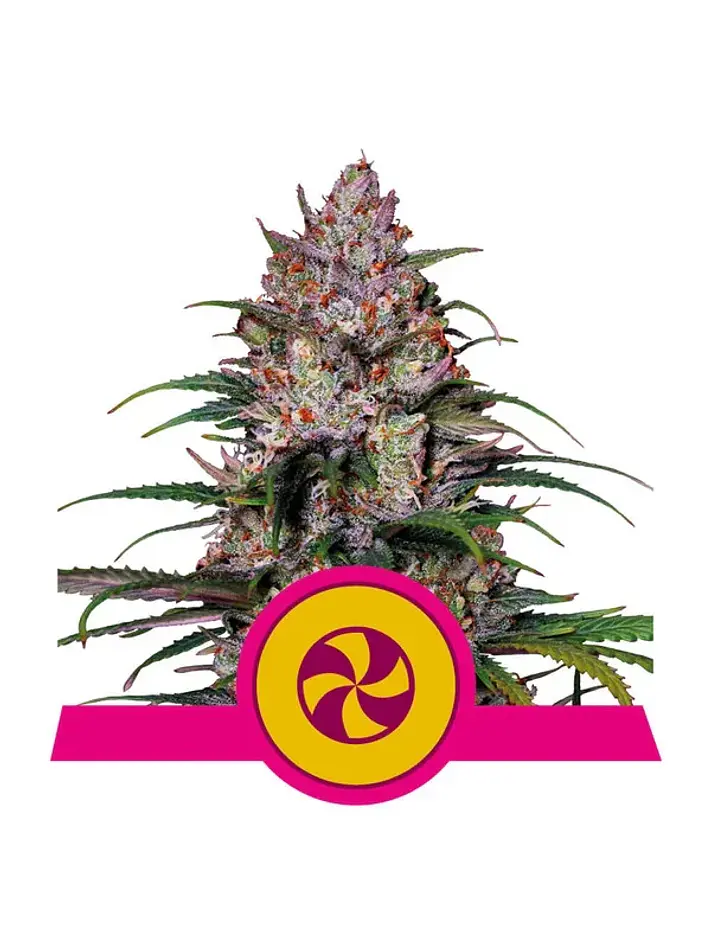 Purple Queen Usa Premium Fem X3-Royal Queen 1