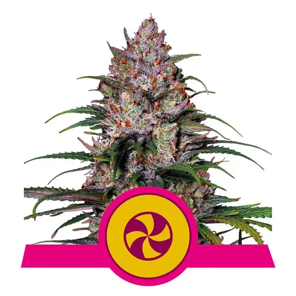 Purple Queen Usa Premium Fem X3-Royal Queen 1