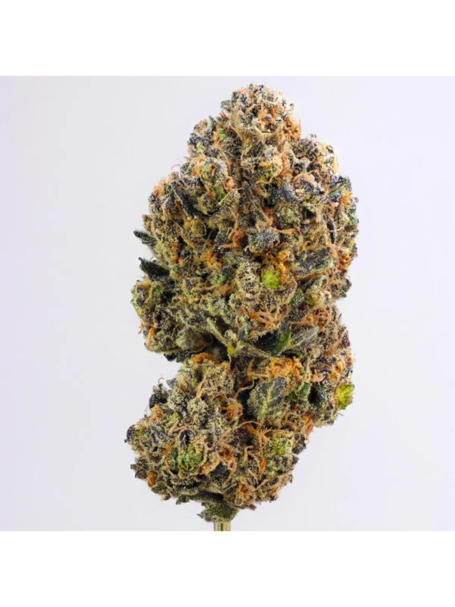 Purple Queen Usa Premium Fem X3-Royal Queen 2