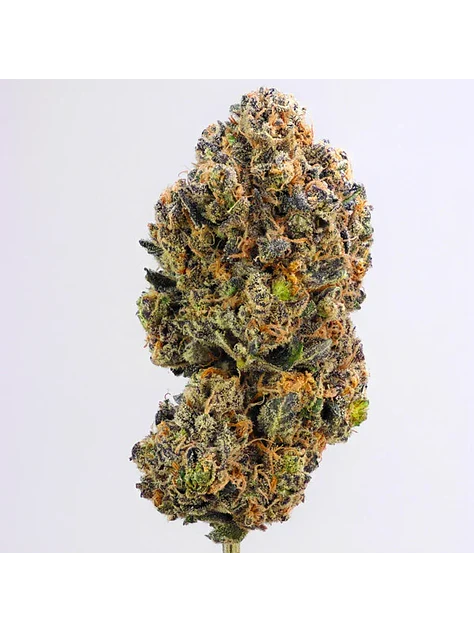 Purple Queen Usa Premium Fem X3-Royal Queen 2