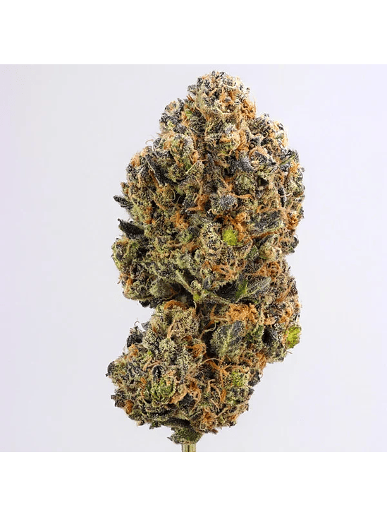 PURPLE QUEEN USA PREMIUM FEM X3-ROYAL QUEEN 2