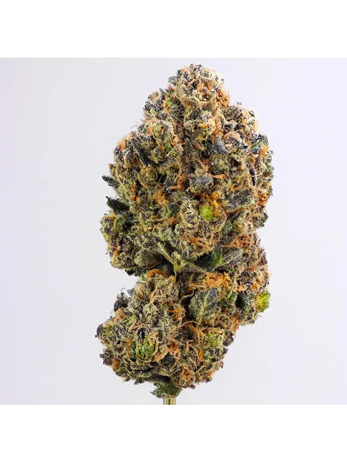 Purple Queen Usa Premium Fem X3-Royal Queen 2