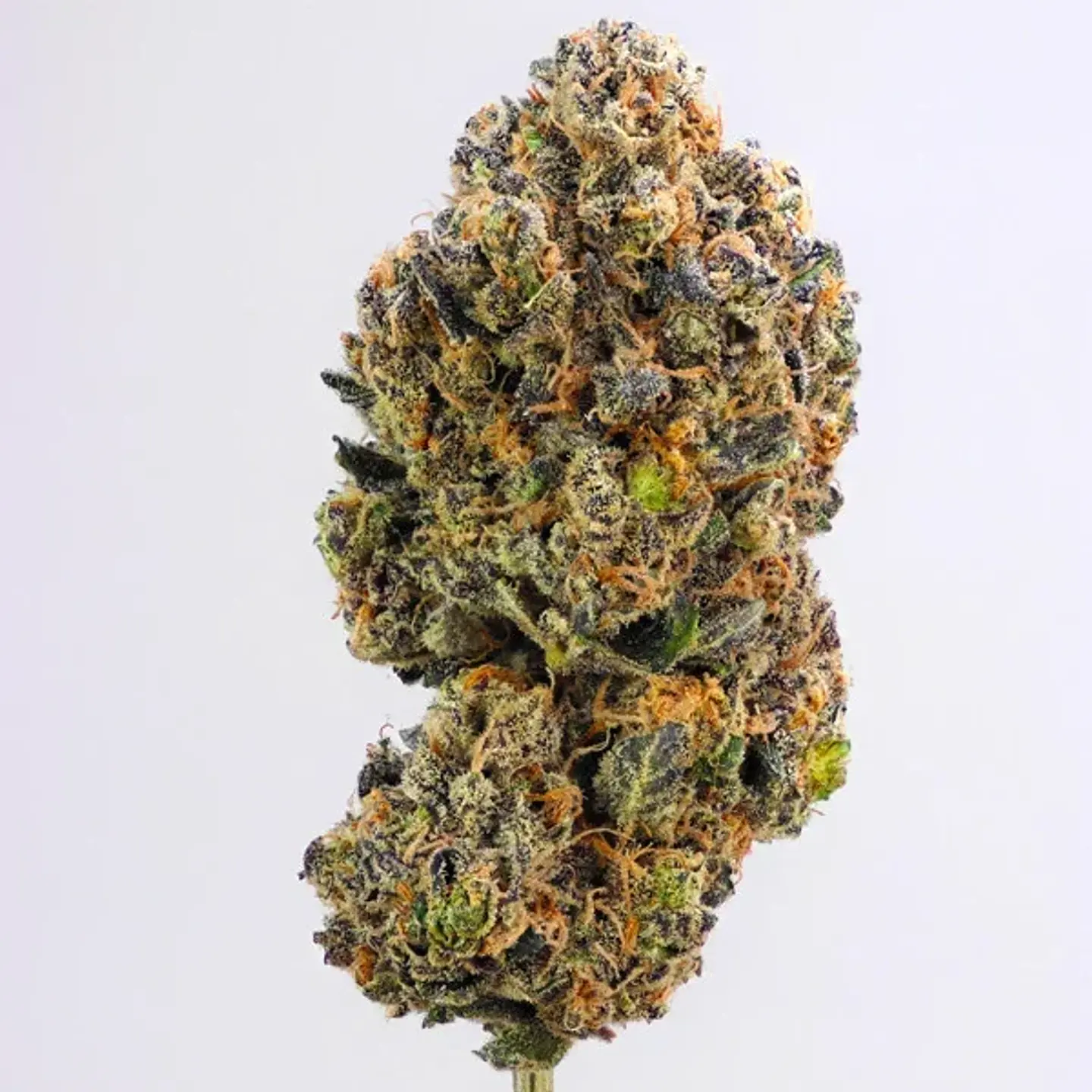 Purple Queen Usa Premium Fem X3-Royal Queen 2