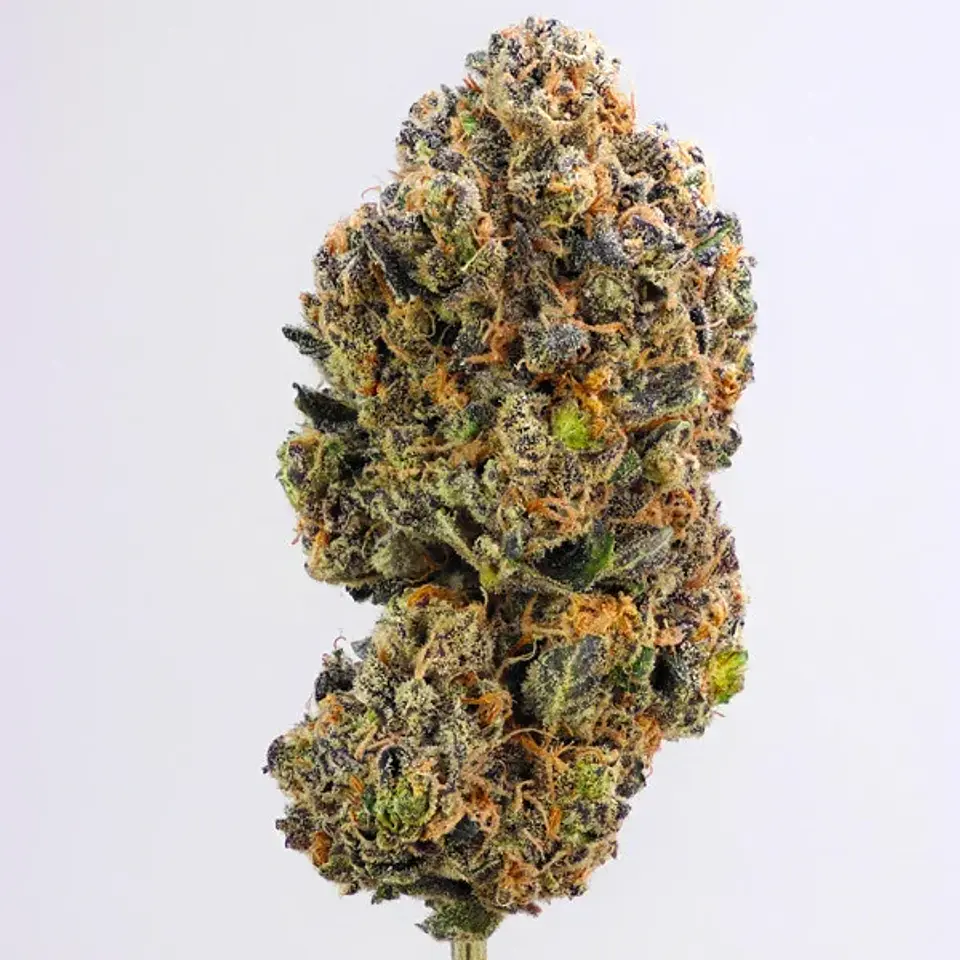 Purple Queen Usa Premium Fem X3-Royal Queen 2