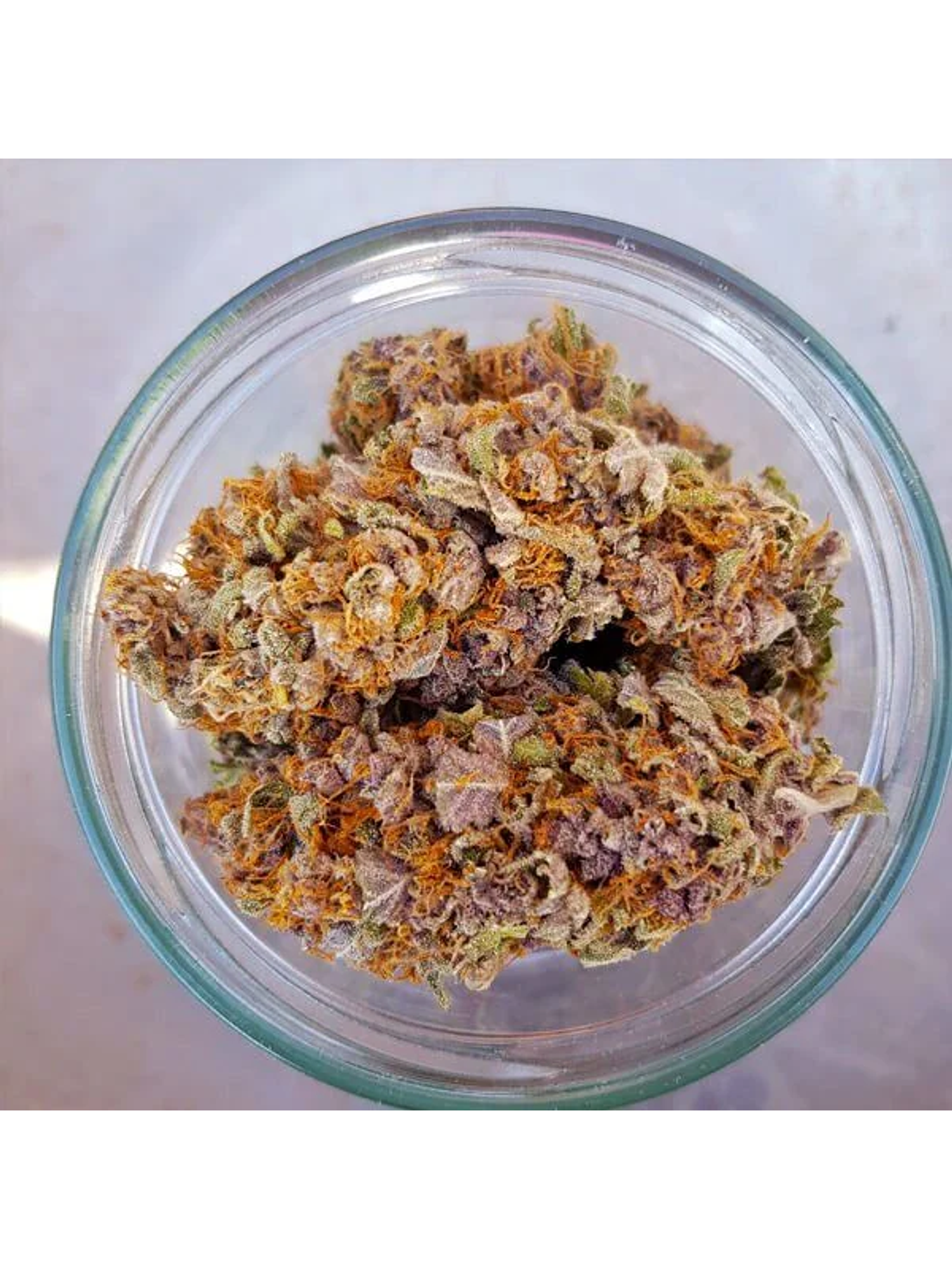 Purple Queen Usa Premium Fem X3-Royal Queen 3