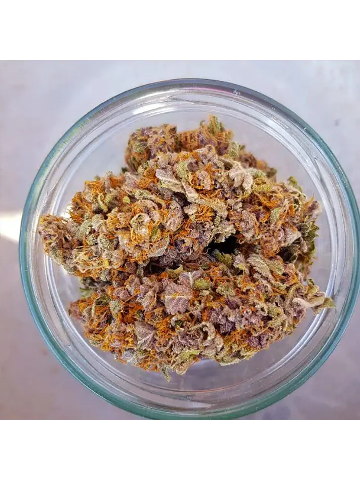 Purple Queen Usa Premium Fem X3-Royal Queen 3