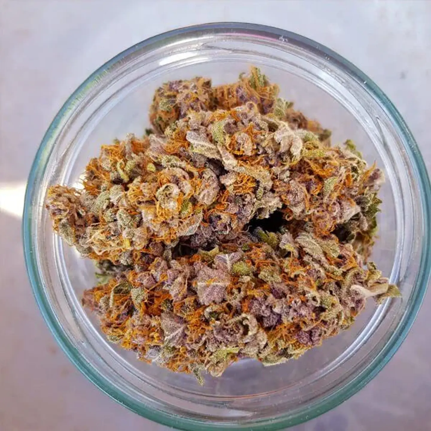 Purple Queen Usa Premium Fem X3-Royal Queen 3