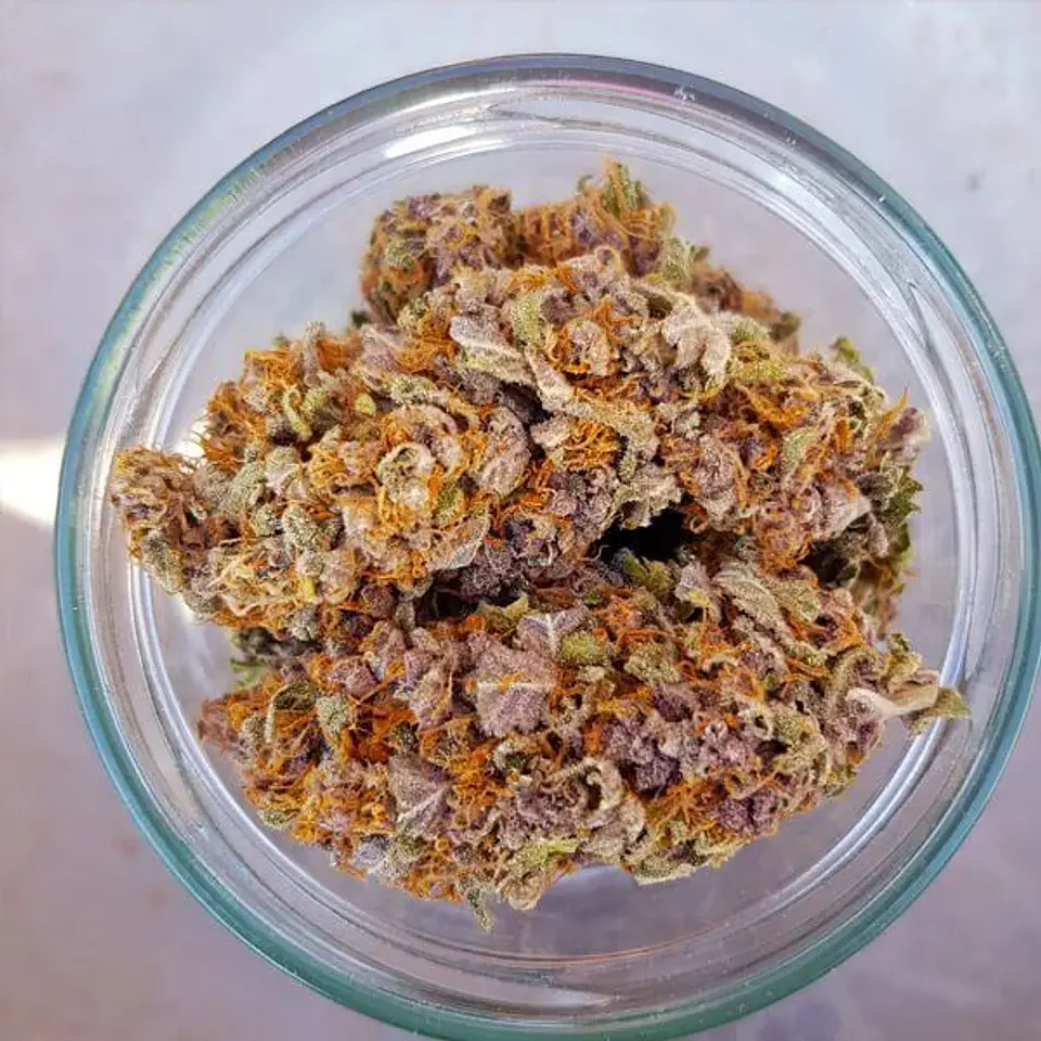 Purple Queen Usa Premium Fem X3-Royal Queen 3