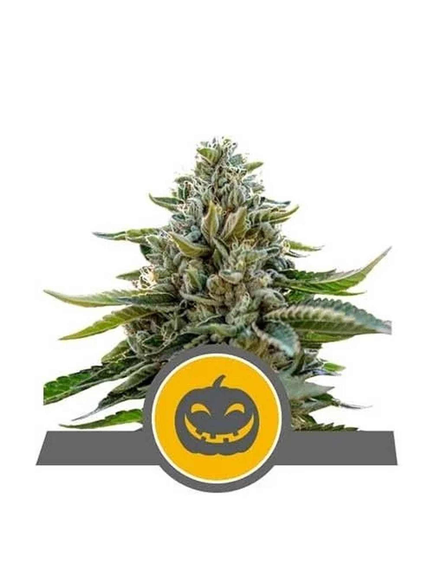 Pumpkin Kush Reg. X10-Royal Queen Seeds 1