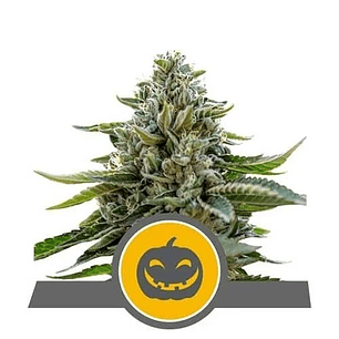 PUMPKIN KUSH REG. X10-ROYAL QUEEN SEEDS
