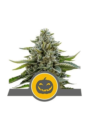 PUMPKIN KUSH REG. X10-ROYAL QUEEN SEEDS 1