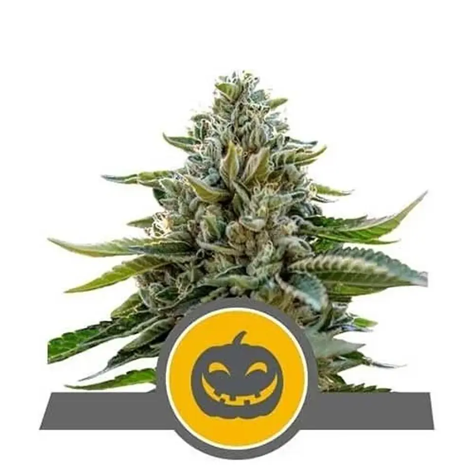 Pumpkin Kush Reg. X10-Royal Queen Seeds 1