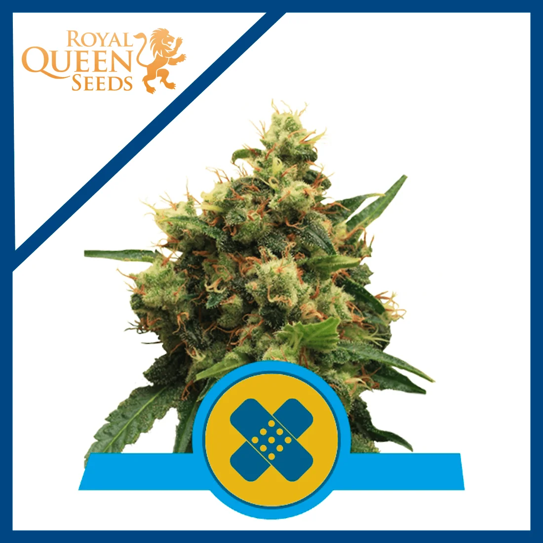 Painkiller Xl Cbd Fem X3-Royal Queen 1