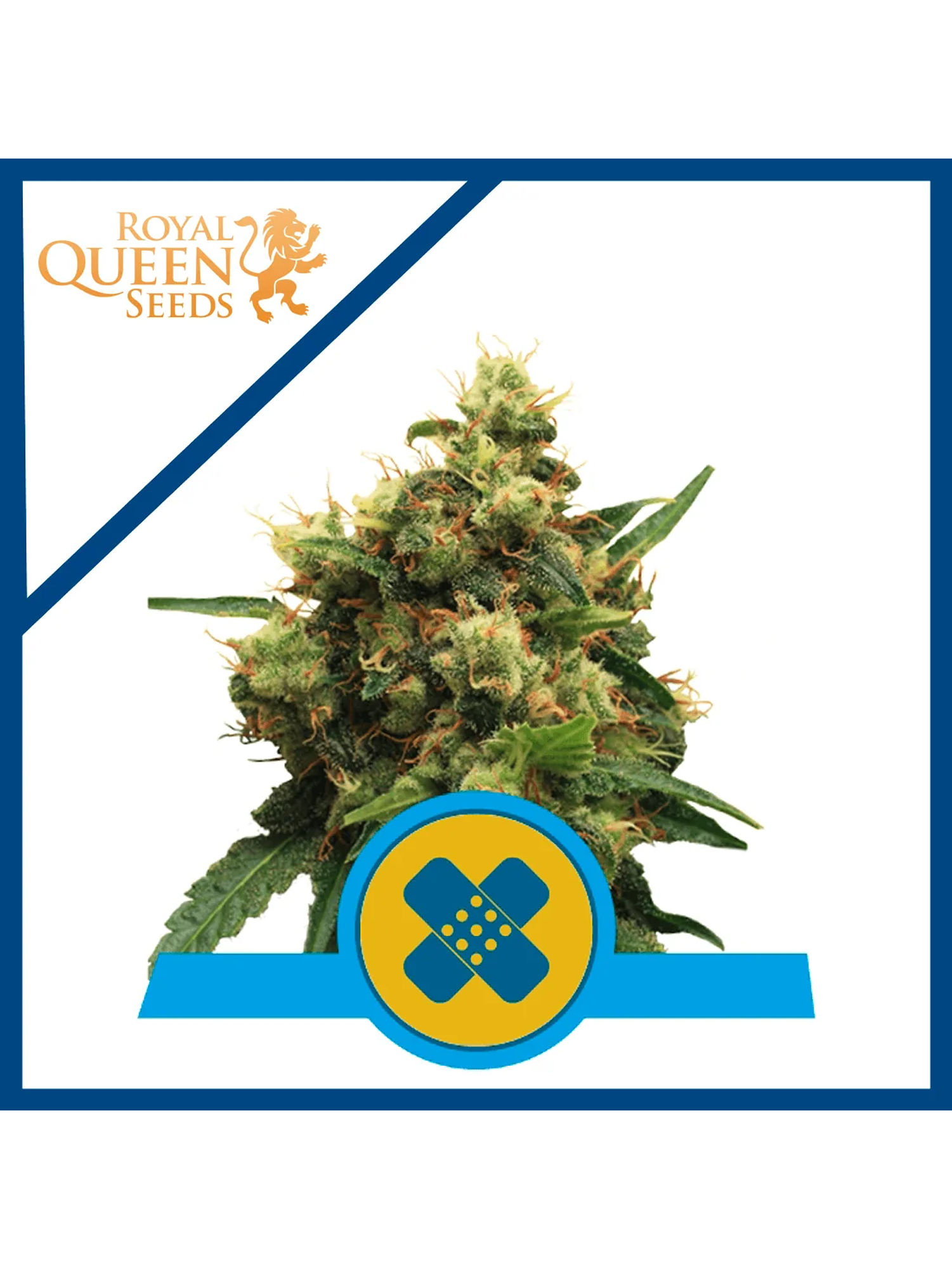 Painkiller Xl Cbd Fem X3-Royal Queen 1