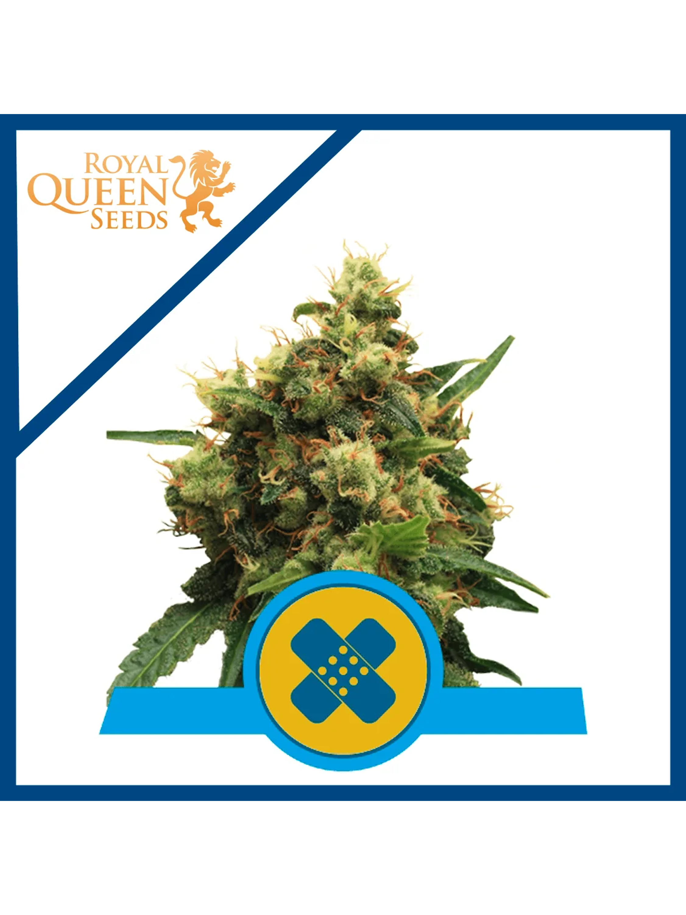 Painkiller Xl Cbd Fem X3-Royal Queen 1