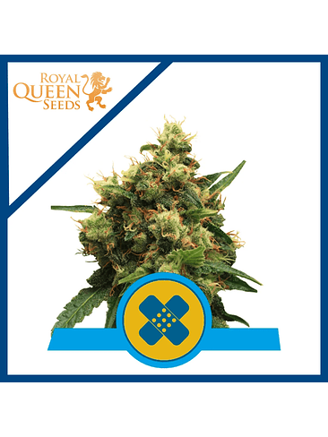 PAINKILLER XL CBD FEM X3-ROYAL QUEEN 1