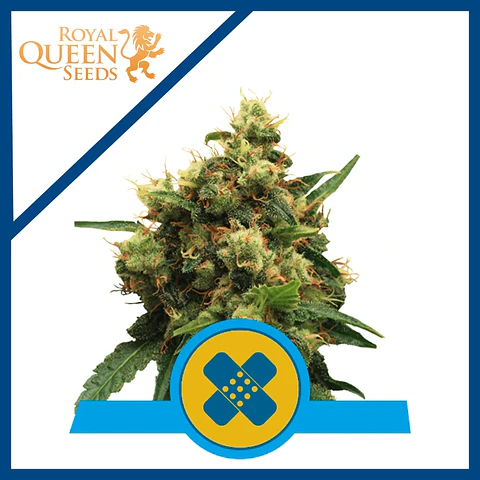 Painkiller Xl Cbd Fem X3-Royal Queen