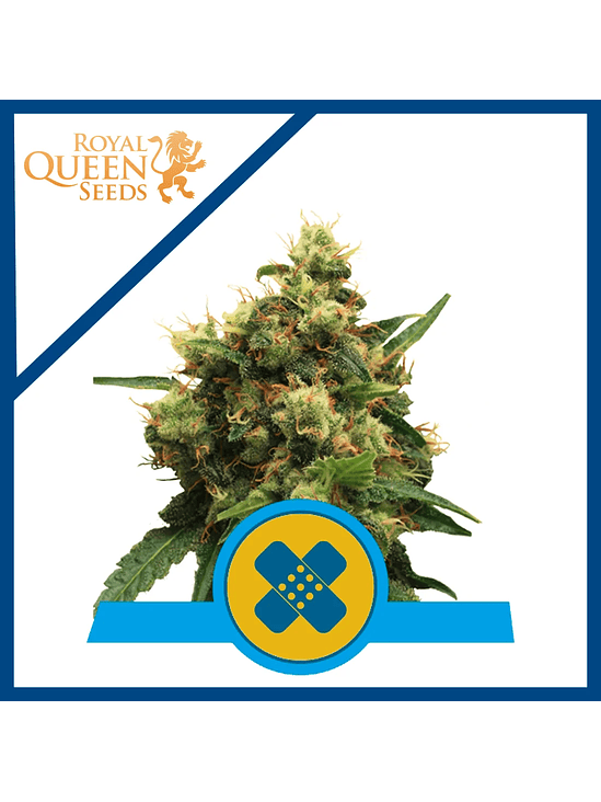 PAINKILLER XL CBD FEM X3-ROYAL QUEEN 1