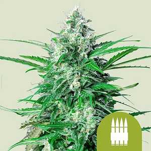 Royal Ak Auto X100-Royal Queen Seeds