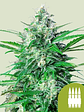 Royal Ak Auto X100-Royal Queen Seeds - Miniatura 1