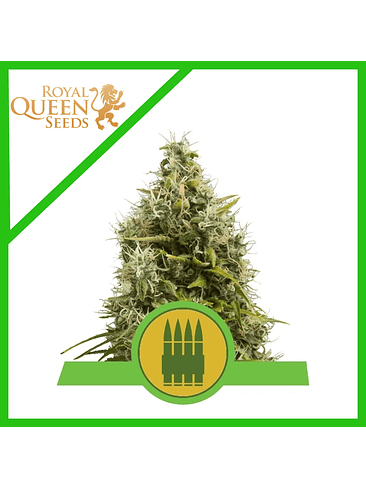 ROYAL AK AUTO X3-ROYAL QUEEN 1