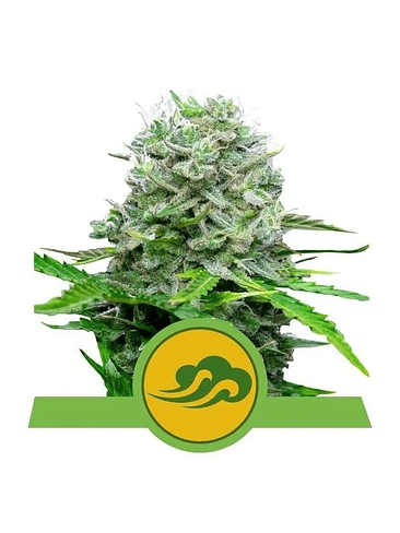 ROYAL BLUEMATIC AUTO X3-ROYAL QUEEN 1