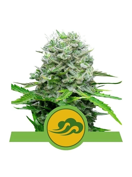 ROYAL BLUEMATIC AUTO X3-ROYAL QUEEN 1