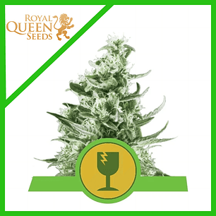 ROYAL CRITICAL AUTO X3-ROYAL QUEEN