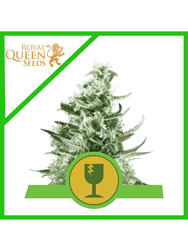 ROYAL CRITICAL AUTO X3-ROYAL QUEEN 1