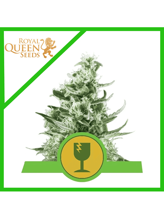 ROYAL CRITICAL AUTO X3-ROYAL QUEEN 1