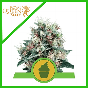 ROYAL CREAMATIC AUTO X3-ROYAL QUEEN