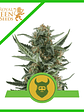 ROYAL DWARF AUTO X1-ROYAL QUEEN SEEDS - Miniatura 1