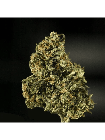 ROYAL DWARF AUTO X1-ROYAL QUEEN SEEDS 2