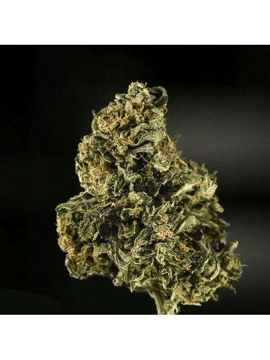 ROYAL DWARF AUTO X1-ROYAL QUEEN SEEDS 2