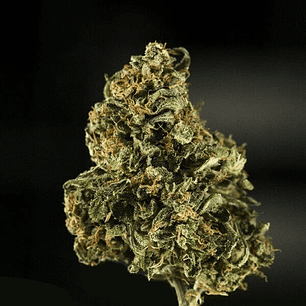 ROYAL DWARF AUTO X3-ROYAL QUEEN