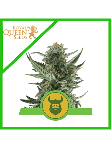 ROYAL DWARF AUTO X3-ROYAL QUEEN 1