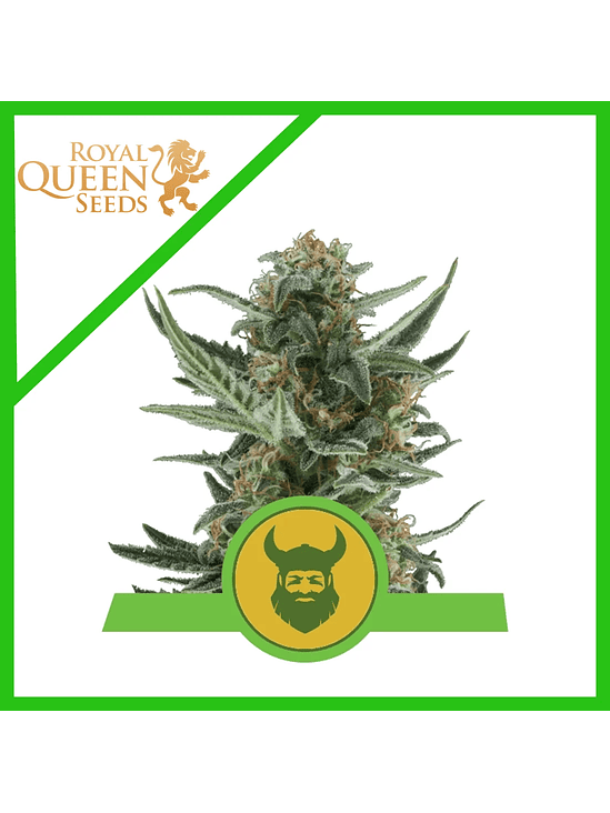 ROYAL DWARF AUTO X3-ROYAL QUEEN 1