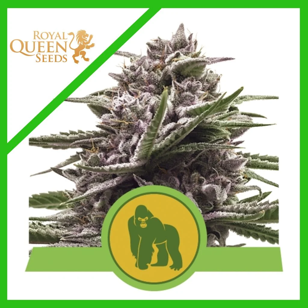 Royal Gorilla Usa Premium Auto X3-Royal Queen 1