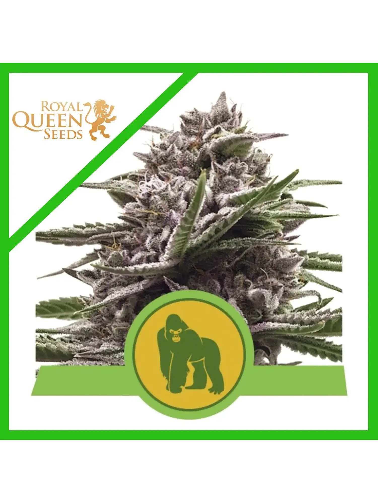 Royal Gorilla Usa Premium Auto X3-Royal Queen 1