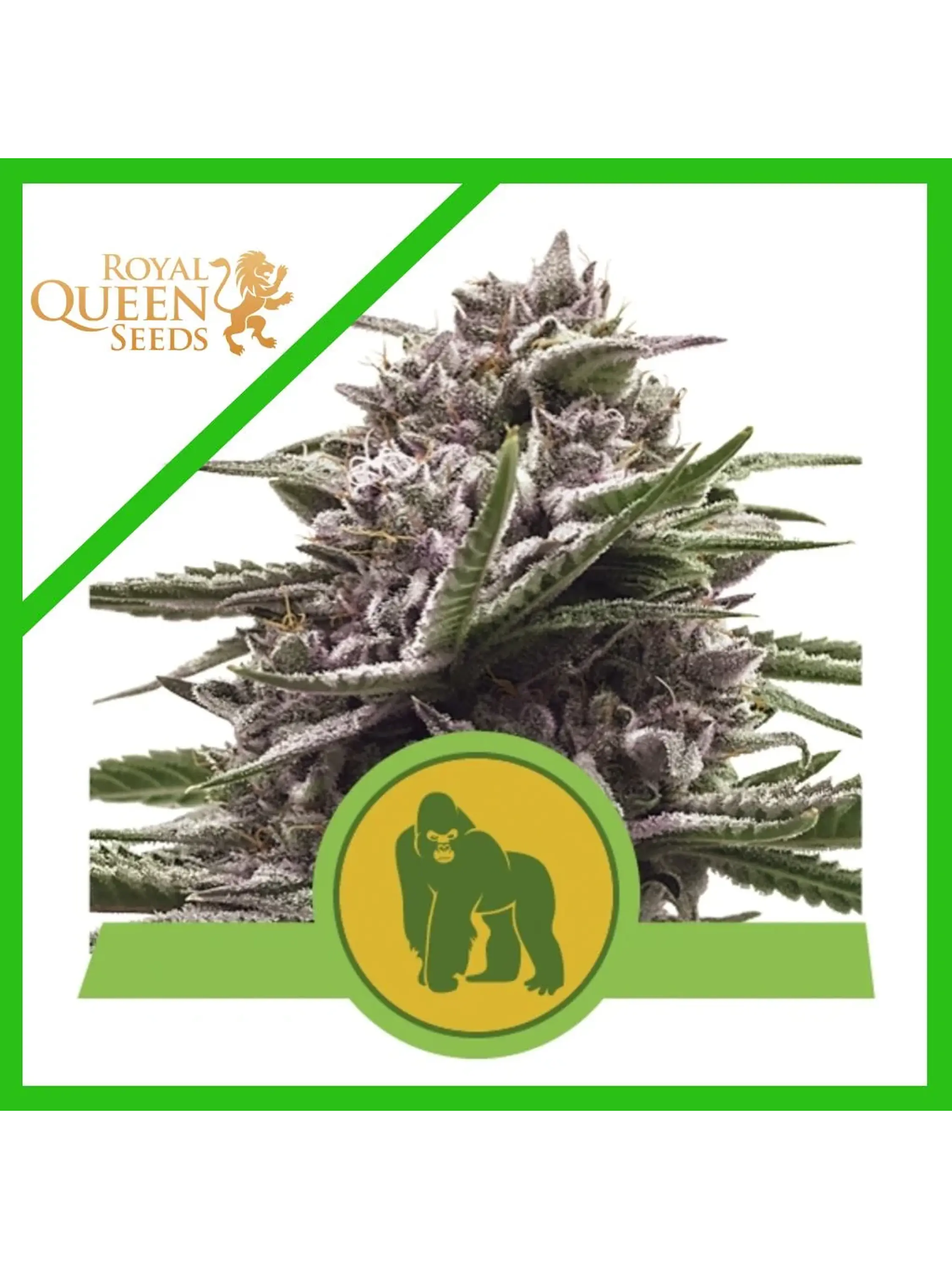 Royal Gorilla Usa Premium Auto X3-Royal Queen 1