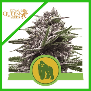 Royal Gorilla Usa Premium Auto X3-Royal Queen