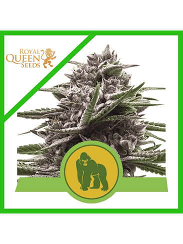 ROYAL GORILLA USA PREMIUM AUTO X3-ROYAL QUEEN 1